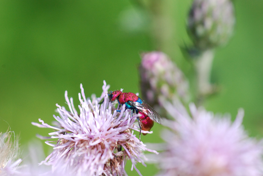 Chrysididae rosazzurro: Chrysura cuprea